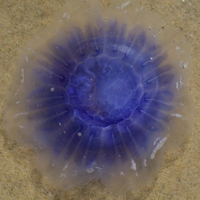 Blauwe haarkwal / Jellyfish