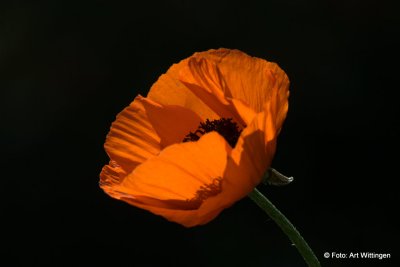 Papaver - Klaproos