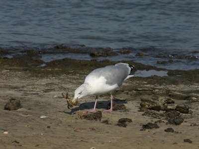 Larus Argentatus / Zilvermeeuw / European Herring Gull