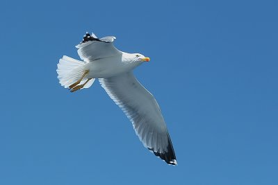 Geelpootmeeuw / Yellow-Legged Gull