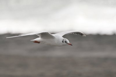 Chroicocephalus ridibundus / Kokmeeuw / Black headed Gull