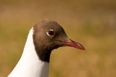 Chroicocephalus ridibundus / Kokmeeuw / Black headed Gull