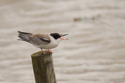 Sterna Hirundo / Visdief / Common Tern