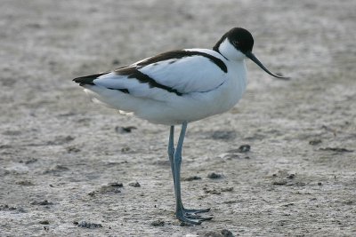 Recurvirostra avosetta / Kluut / Pied Avocet