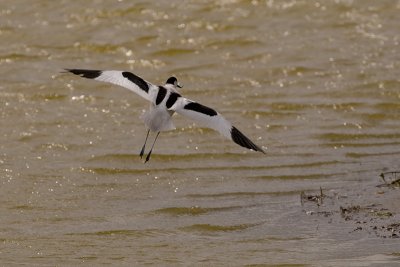 Recurvirostra avosetta / Kluut / Pied Avocet