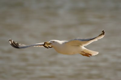 Larus Argentatus / Zilvermeeuw / European Herring Gull