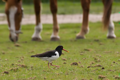 Haematopus Ostralegus / Scholekster / Eurasian Oystercatcher