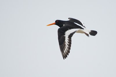 Haematopus Ostralegus / Scholekster / Eurasian Oystercatcher