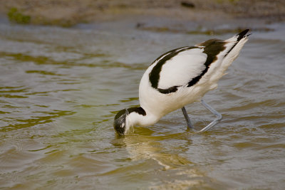 Recurvirostra avosetta / Kluut / Pied Avocet