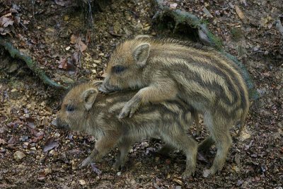 Wild Zwijn / Wild Boar