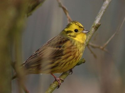 Emberiza Citrinella / geelgors / Yellowhammer