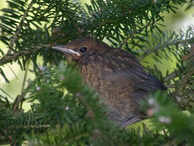 Turdus Merula / Merel / Common Blackbird