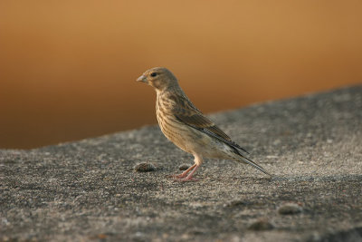 Carduelis Cannabina / Kneu / Common Linnet