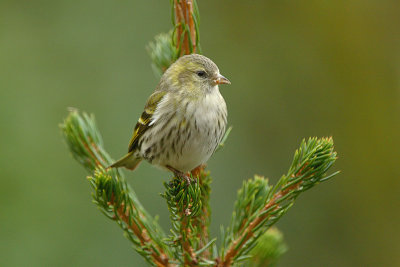 Carduelis spinus / Sijs / Eurasian Siskin