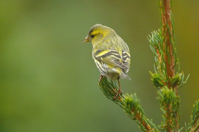 Carduelis spinus / Sijs / Eurasian Siskin