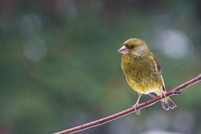Chloris chloris / Groenling / European Greenfinch