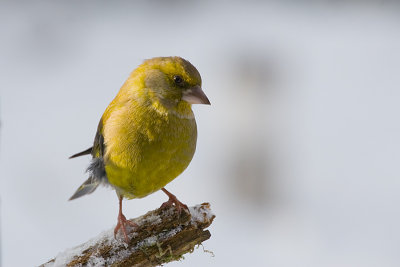 Chloris chloris / Groenling / European Greenfinch