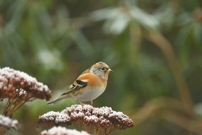 Fringilla Montifringilla / Keep / Brambling