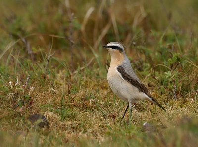 Oenanthe oenanthe / Tapuit / Northern Wheatear