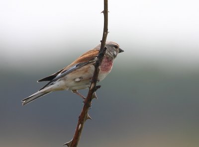 Carduelis Cannabina / Kneu / Common Linnet