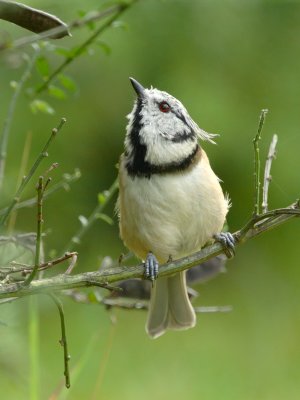 Parus cristatus / Kuifmees / Crested Tit