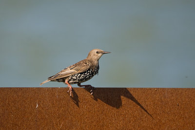 Sturnus vulgaris / Spreeuw / Common Starling