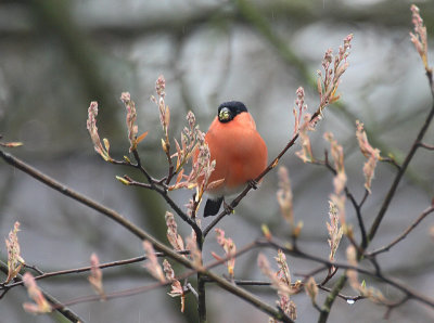 Pyrrhula  pyrrhula / Goudvink / Eurasian bullfinch