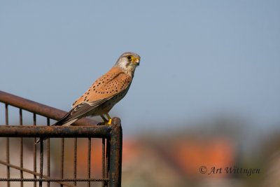 Falco Tinnunculus / Torenvalk / Kestrel