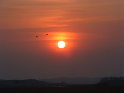 Texel (NL)