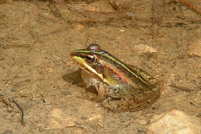 Rana perezi / Iberische Meerkikker / Iberian Frog