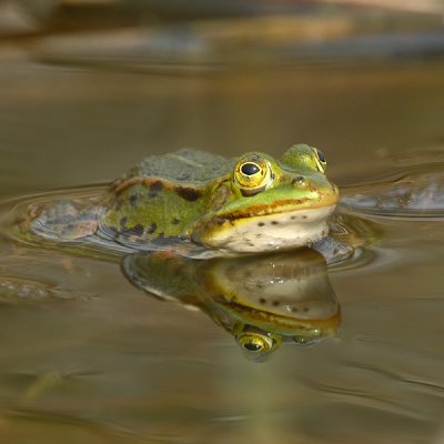 Rana esculenta / Groene Kikker / Edible Frog