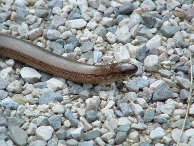 Anguis fragilis / Hazelworm / Slow Worm