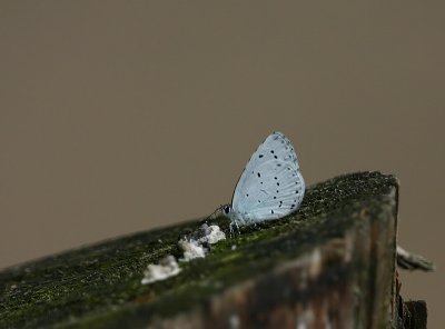 Celastrina argiolus / Boomblauwtje / Holly Blue