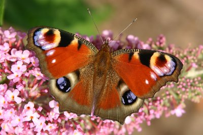Dagpauwoog /  Peacock Butterfly