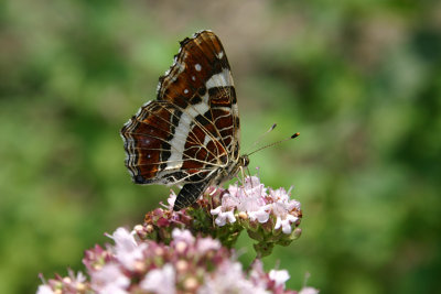 Araschnia levana / Landkaartje / Map Butterfly