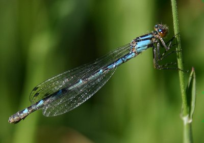 Enallagma cyathigerum / Watersnuffel / Common blue damselfly