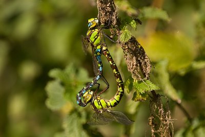 Aeshna cyanea / Blauwe glazenmaker / Southern Hawker