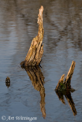 Haaksbergerveen - Haaksbergen (NL)