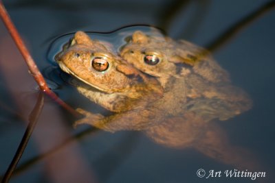 Bufo bufo / Gewone Pad / Common Toad