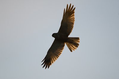 Circus Aeruginosus / Bruine Kiekendief / Western Marsh Harrier