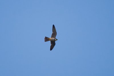 Falco subbuteo / Boomvalk / Eurasian Hobby