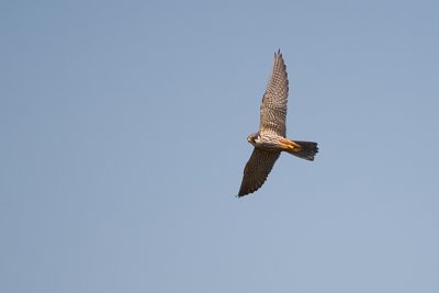 Falco subbuteo / Boomvalk / Eurasian Hobby