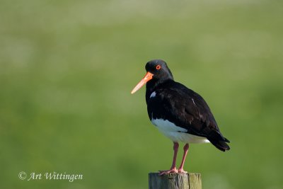 Haematopus Ostralegus / Scholekster / Eurasian Oystercatcher