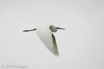 Egretta garzetta / Kleine Zilverreiger / Little Egret