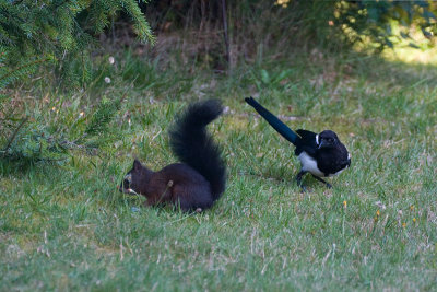 Pica Pica  / Ekster / Magpie