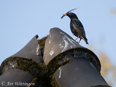 Sturnus vulgaris / Spreeuw / Common Starling