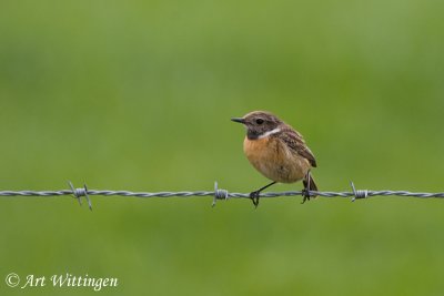 Saxicola Rubicola / Roodborsttapuit / European Stonechat