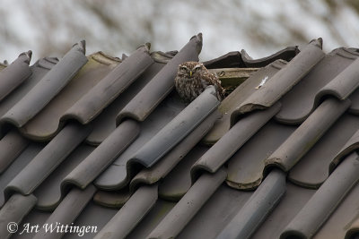 Athene noctua / Steenuil / Little owl