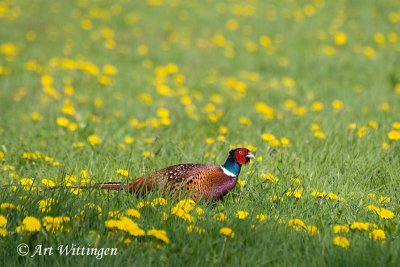 Phasianus colchicus / Fazant / Common Pheasant