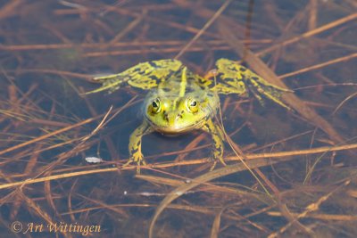 Rana esculenta / Groene Kikker spec. / Edible Frog